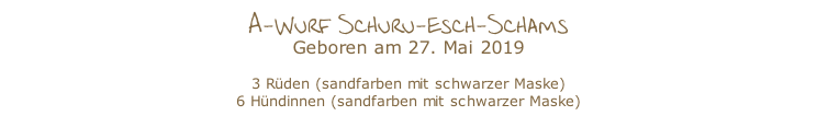 A-Wurf Schuru-esch-Schams Geboren am 27. Mai 2019  3 Rüden (sandfarben mit schwarzer Maske) 6 Hündinnen (sandfarben mit schwarzer Maske)